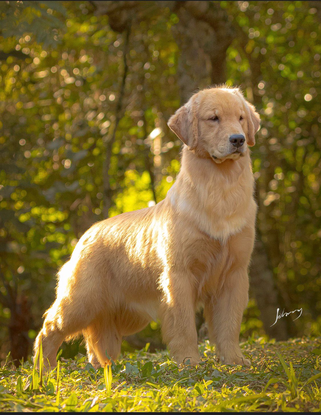 Exemplar Winkel's Golden